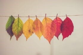 Fall leaves drying on a clothes line.