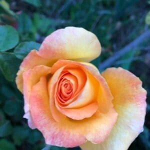 A pink-yellow rose