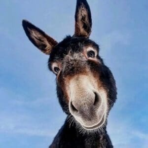 A mule smiling at you with big ears.